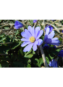 ANEMONE BLUE SHADES ZWIEBEL