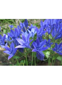 ZWIEBELN STERNBLUME CORRINA