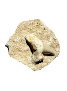 Produktbild fr 'FOSSILER HAIFISCHZAHN AUF MUTTERGESTEIN'