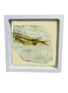 FOSSILER, VERSTEINERTER FISCH IM SCHWEBERAHMEN