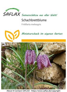 SAMEN SCHACHBRETTBLUME