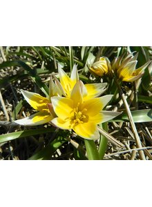 Auf diesem Bild sehen Sie das Produktbild fr ZWIEBELN WILDTULPE TARDA