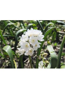 ZWIEBEL PUSCHKINIE ALBA WEISS