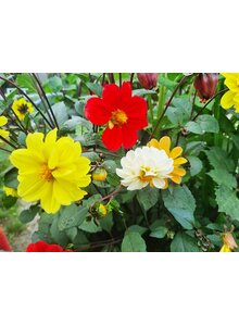 Auf diesem Bild sehen Sie das Produktbild f�r DAHLIENKNOLLEN BIENENMISCHUNG 5 ST�CK FARBIG GEMISCHT