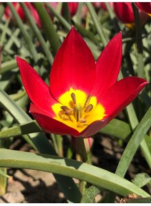 Auf diesem Bild sehen Sie das Produktbild f�r ZWIEBELN WILDTULPE RED BEAUTY