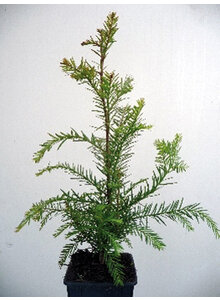 MAMMUTBAUM