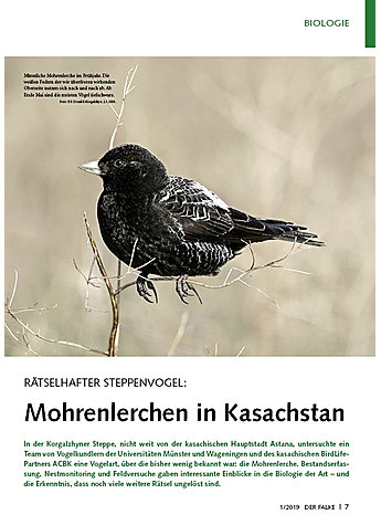 RTSELHAFTER STEPPENVOGEL: MOHRENLERCHEN IN KASACHSTAN