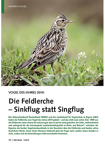 VOGEL DES JAHRES 2019: DIE FELDLERCHE