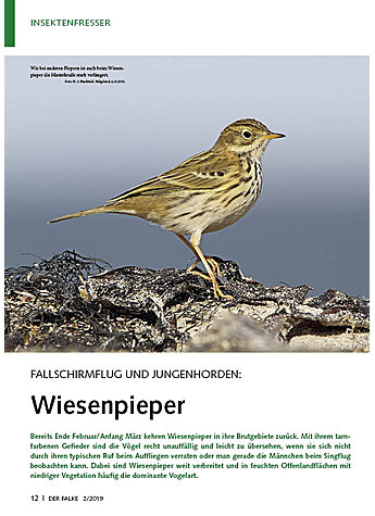 FALLSCHIRMFLUG UND JUNGENHORDE WIESENPIEPER