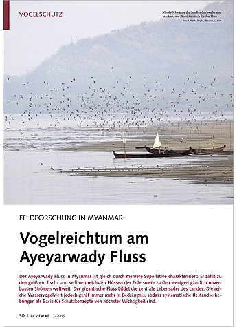 FELDFORSCHUNG IN MYANMAR: VOGELREICHTUM AM AYEYARWADI FLUSS