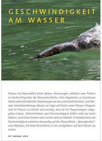 FOTOGALERIE: GESCHWINDIGKEIT AM WASSER