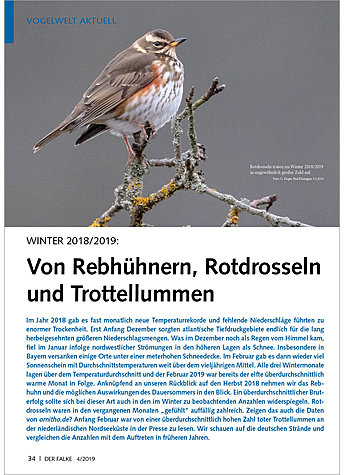 VOGELWELT AKTUELL: WINTER 2018 /2019: VON REBHHNERN, ROT DROSSELN UND TROTTELLUMMEN