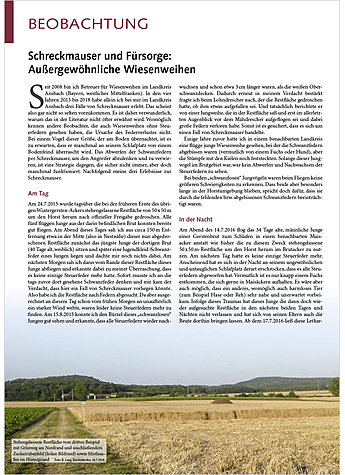 SCHRECKMAUSER UND FRSORGE: AUSSERGEWHNLICHE WIESENWEIHEN