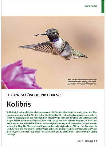 ELEGANZ, SCHNHEIT UND EXTREME KOLIBRIS