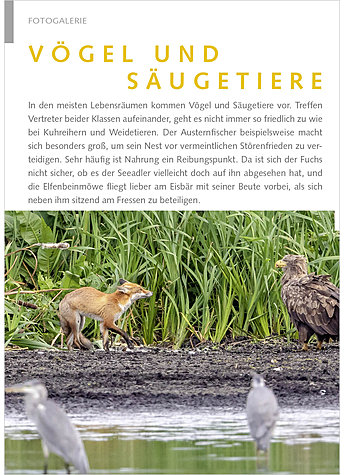 FOTOGALERIE: VGEL UND SUGE TIERE