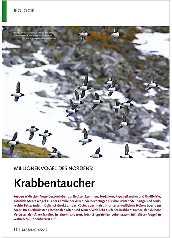 MILLIONENVOGEL DES NORDENS: KRABBENTAUCHER