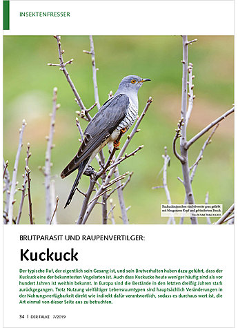 BRUTPARASIT U RAUPENVERTILGER KUCKUCK