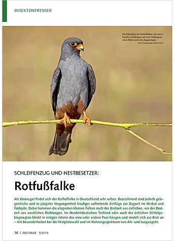 SCHLEIFENZUG UND NESTBESETZER: ROTFUSSFALKE