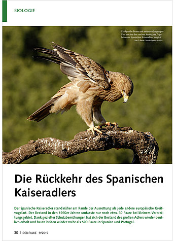 DIE RCKKEHR DES SPANISCHEN KAISERADLERS