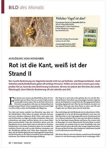 BILD DES MONATS: AUFLSUNG VOM NOVEMBER: ROT IST DIE KANT, WEISS IST DER STRAND II