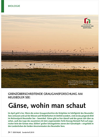 GRENZBERSCHREITENDE GRAUGANS- FORSCHUNG AM NEUSIEDLER SEE: GNSE, WOHIN MAN SCHAUT