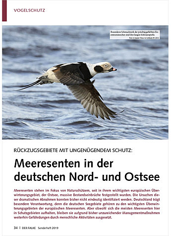 RCKZUGSGEBIETE MIT UNGENGEN- DEM SCHUTZ: MEERESENTEN IN DER DEUTSCHEN NORD- UND OSTSEE