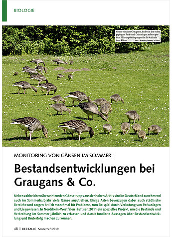 MONITORING VON GNSEN IM SOMMER: BESTANDSENTWICKLUNGEN BEI GRAUGANS & CO.