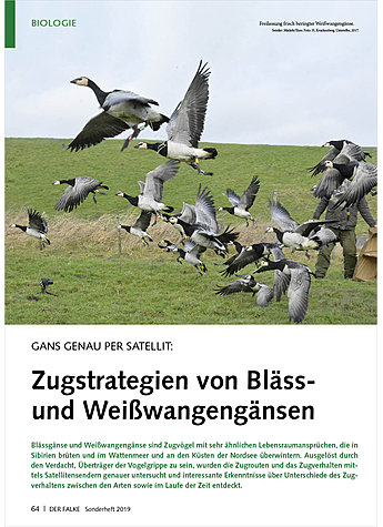 GANS GENAU PER SATELLIT: ZUGSTRATEGIEN VON BLSS- UND WEISSWANGENGNSEN