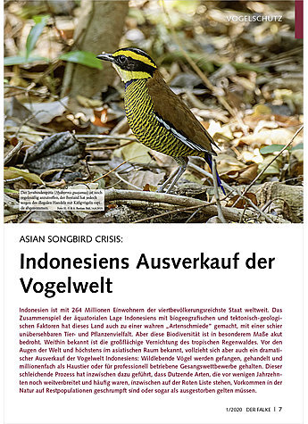 ASIAN SONGBIRD CRISIS: INDONES IENS AUSVERKAUF DER VOGELWELT