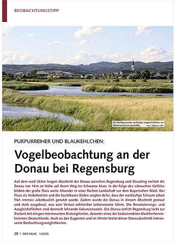 PURPURREIHER UND BLAUKEHLCHEN: VOGELBEOBACHTUNG AN DER DONAU BEI REGENSBURG