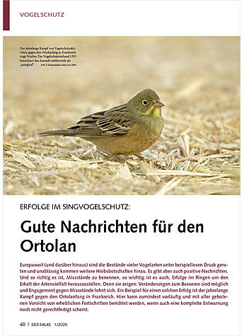 ERFOLGE IM SINGVOGELSCHUTZ: GU TE NACHRICHTEN FR DEN ORTOLAN