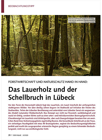 FORSTWIRTSCHAFT UND NATURSCHUT Z HAND IN HAND: DAS LAUERHOLZ UND DER SCHELLBRUCH IN LBECK