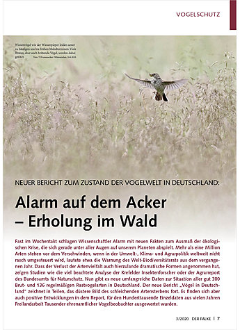 NEUER BERICHT ZUM ZUSTAND DER VOGELWELT IN DEUTSCHLAND: ALARM AUF DEM ACKER - ERHOLUNG