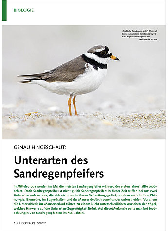 GENAU HINGESCHAUT: UNTERARTEN DES SANDREGENPFEIFERS