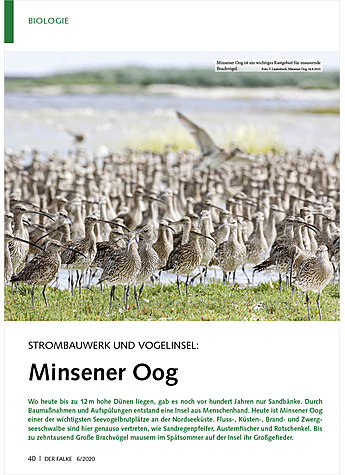STROMBAUWERK UND VOGELINSEL: MINSENER OOG
