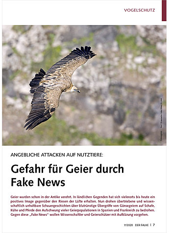 ANGEBLICHE ATTACKEN AUF NUTZ TIERE: GEFAHR FR GEIER DURCH FAKE NEWS