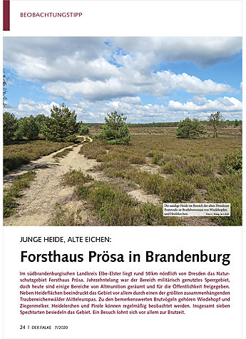 JUNGE HEIDE, ALTE EICHEN: FORSTHAUS PRSA IN BRANDENBURG