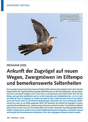 VOGELWELT AKTUELL: FRHJAHR 2020: ANKUNFT DER ZUGVGEL AUF NEUEN WEGEN, ZWERGMWEN