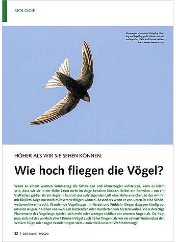 HHER ALS WIR SIE SEHEN KNNEN WIE HOCH FLIEGEN DIE VGEL?