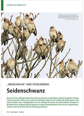 SIEGELWACHS UND VOGELBEEREN: SEIDENSCHWANZ