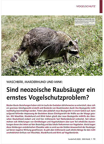 WASCHBR, MARDERHUND UND MINK: SIND NEOZOISCHE RAUBSUGER EIN ERNSTES VOGELSCHUTZPROBLEM?