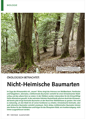 KOLOGISCH BETRACHTET: NICHT HEIMISCHE BAUMARTEN