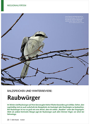 BALZSPEICHER UND WINTERREVIERE RAUBWRGER