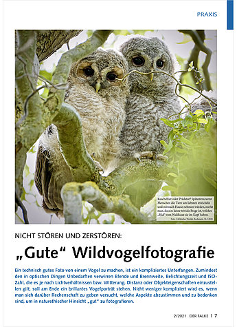 NICHT STREN UND ZERSTREN: GUTE WILDVOGELFOTOGRAFIE