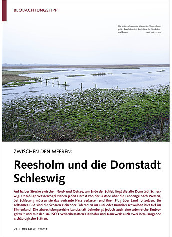 ZWISCHEN DEN MEEREN: REESHOLM UND DIE DOMSTADT SCHLESWIG