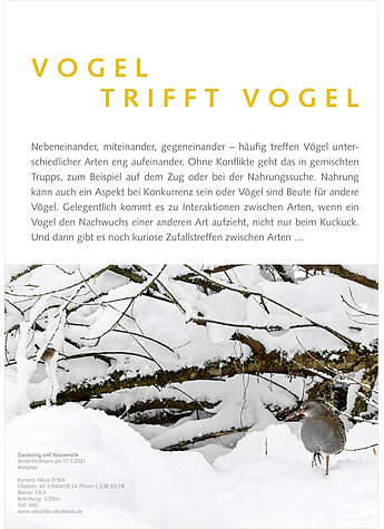 FOTOGALERIE VOGEL TRIFFT VOGEL