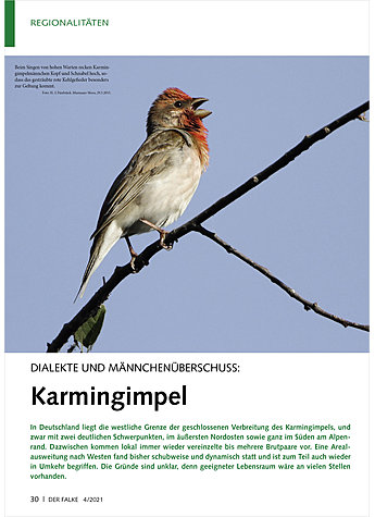 DIALEKTE UND MNNCHENBERSCHUS S: KARMINGIMPEL