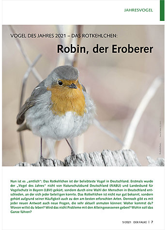 VOGEL DES JAHRES 2021 - DAS ROTKEHLCHEN: ROBIN, DER EROBERER