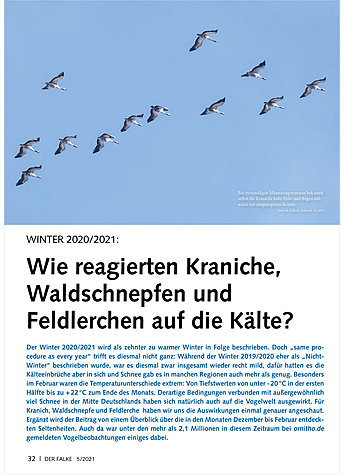 VOGELWELT AKTUELL: WINTER 2020 /2021: WIE REAGIEREN KRANICHE, WALDSCHNEPFEN UND FELDLERCHEN