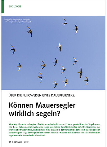 BER DIE FLUGWEISEN EINES DAUE RFLIEGERS: KNNEN MAUERSEGLER WIRKLICH SEGELN?